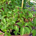 Fuchsia x Abondance'